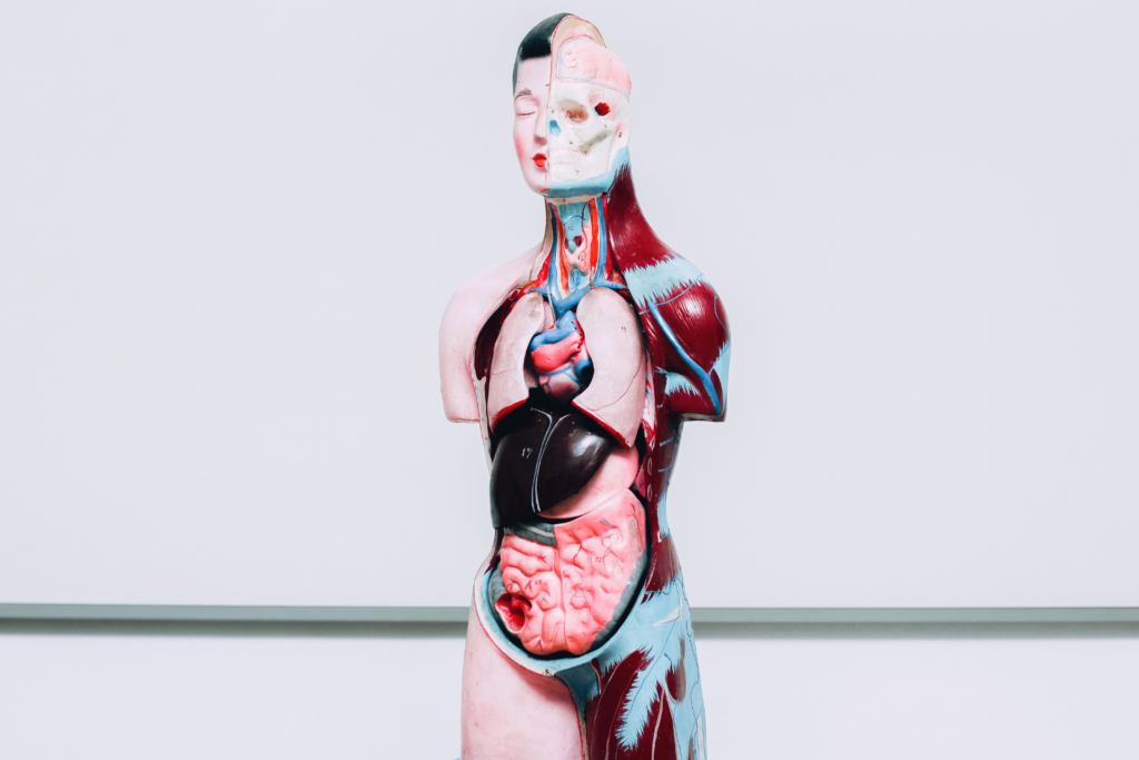 An anatomical model of the human body.
